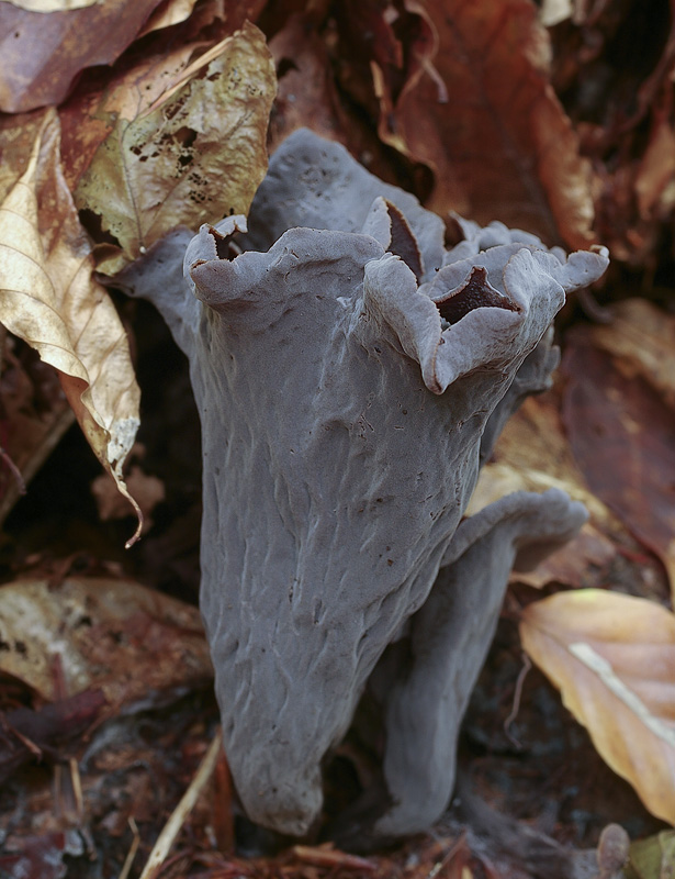 Craterellus cornucopioides